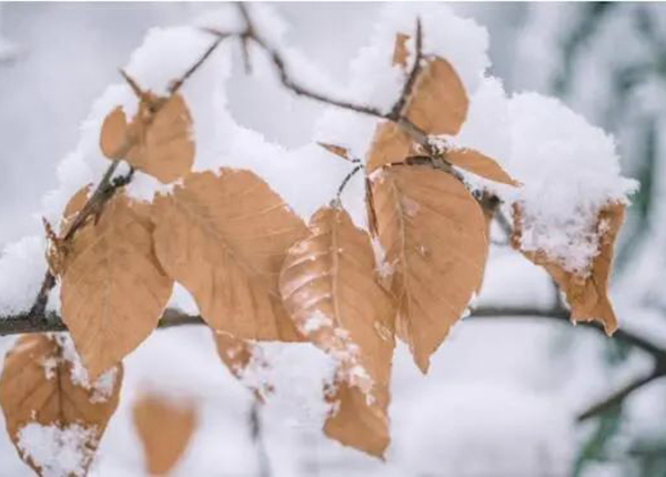 新彩网||今年小雪让新彩网家具温暖您的心